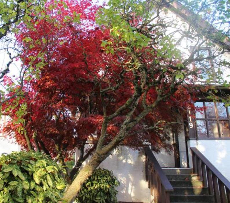 John'S House In Vancouver West מראה חיצוני תמונה
